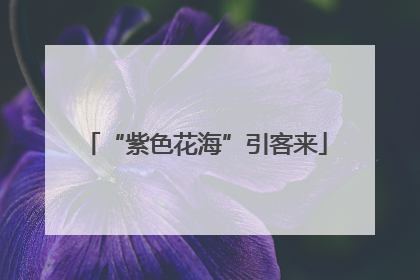 “紫色花海”引客来