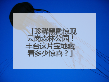 珍稀黑鹳惊现云岗森林公园！丰台这片宝地藏着多少惊喜？