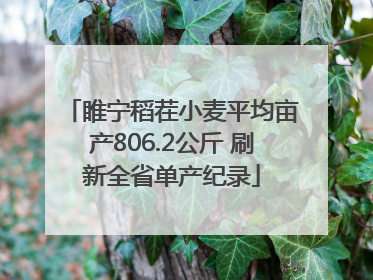 睢宁稻茬小麦平均亩产806.2公斤 刷新全省单产纪录