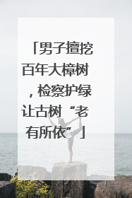 男子擅挖百年大樟树，检察护绿让古树“老有所依”