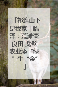 祁连山下是我家｜临泽：荒滩变良田 戈壁农业添“绿”生“金”