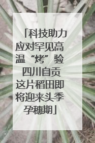 科技助力应对罕见高温“烤”验 四川自贡这片稻田即将迎来头季孕穗期