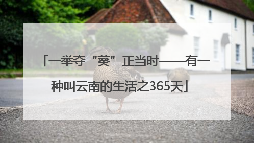 一举夺“葵”正当时——有一种叫云南的生活之365天