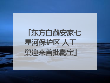 东方白鹳安家七星河保护区 人工巢迎来首批鹳宝