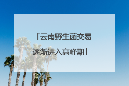 云南野生菌交易逐渐进入高峰期