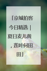 京城拍客今日精选｜夏日麦儿黄，莲叶何田田