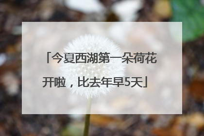 今夏西湖第一朵荷花开啦，比去年早5天