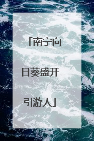 南宁向日葵盛开引游人