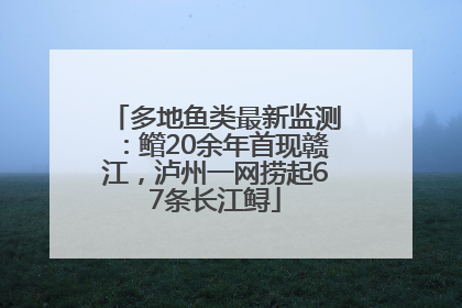 多地鱼类最新监测：鳤20余年首现赣江，泸州一网捞起67条长江鲟