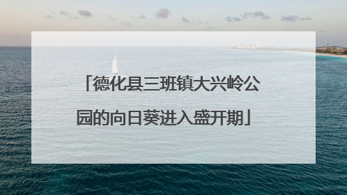 德化县三班镇大兴岭公园的向日葵进入盛开期