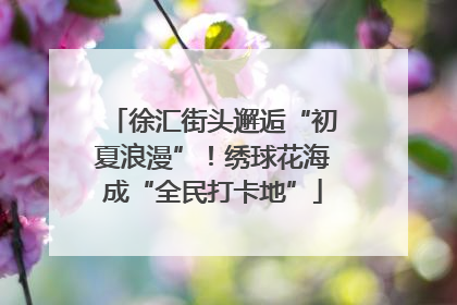 徐汇街头邂逅“初夏浪漫”！绣球花海成“全民打卡地”