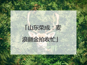 山东荣成：麦浪翻金抢收忙