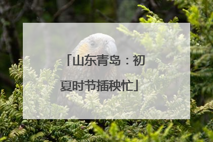 山东青岛：初夏时节插秧忙