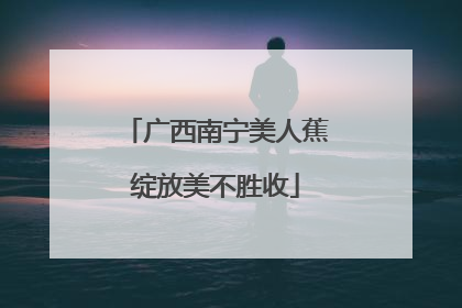 广西南宁美人蕉绽放美不胜收