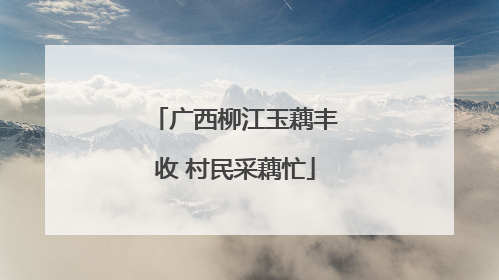 广西柳江玉藕丰收 村民采藕忙