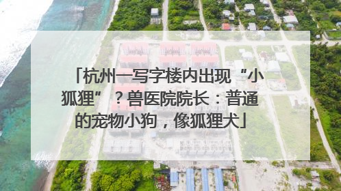 杭州一写字楼内出现“小狐狸”？兽医院院长：普通的宠物小狗，像狐狸犬