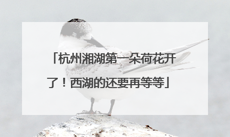 杭州湘湖第一朵荷花开了！西湖的还要再等等