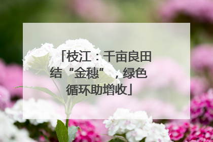 枝江：千亩良田结“金穗”，绿色循环助增收