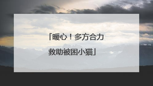 暖心！多方合力救助被困小猫