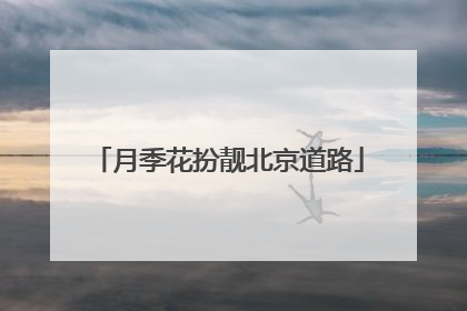 月季花扮靓北京道路