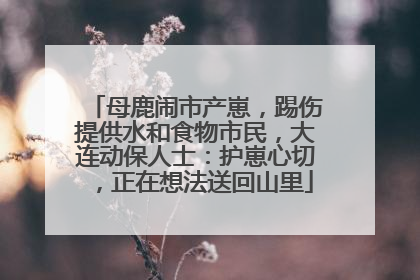 母鹿闹市产崽，踢伤提供水和食物市民，大连动保人士：护崽心切，正在想法送回山里