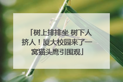 树上排排坐 树下人挤人！厦大校园来了一窝猫头鹰引围观