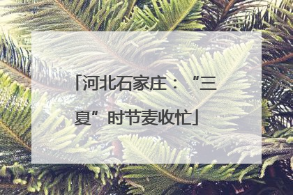 河北石家庄：“三夏”时节麦收忙