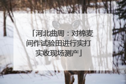 河北曲周：对棉麦间作试验田进行实打实收现场测产