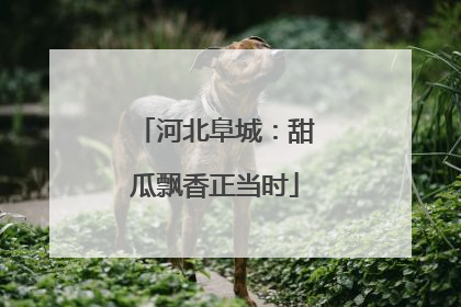河北阜城：甜瓜飘香正当时
