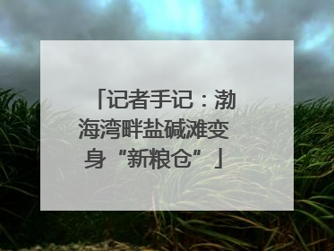 记者手记：渤海湾畔盐碱滩变身“新粮仓”