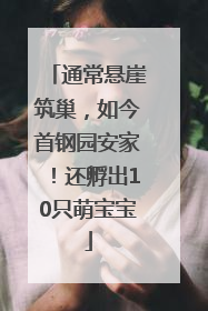 通常悬崖筑巢，如今首钢园安家！还孵出10只萌宝宝