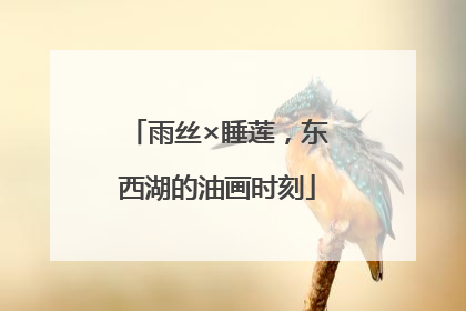 雨丝×睡莲，东西湖的油画时刻