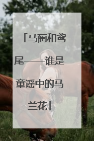 马蔺和鸢尾——谁是童谣中的马兰花