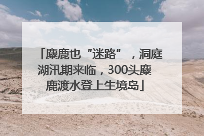 麋鹿也“迷路”，洞庭湖汛期来临，300头麋鹿渡水登上生境岛