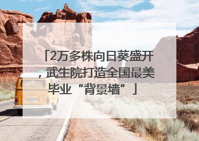 2万多株向日葵盛开，武生院打造全国最美毕业“背景墙”