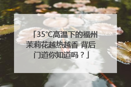 35℃高温下的福州茉莉花越热越香 背后门道你知道吗？